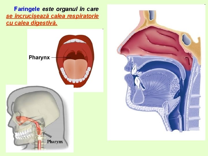 Faringele este organul în care se încrucișează calea respiratorie cu calea digestivă. 