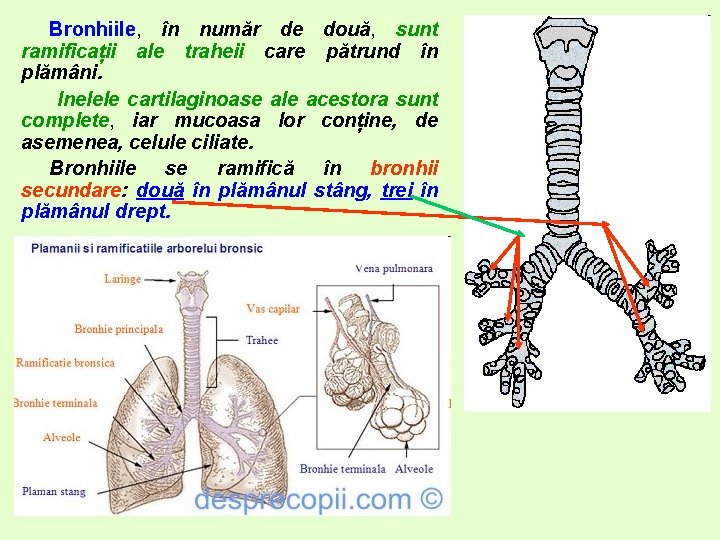 Bronhiile, în număr de două, sunt ramificații ale traheii care pătrund în plămâni. Inelele