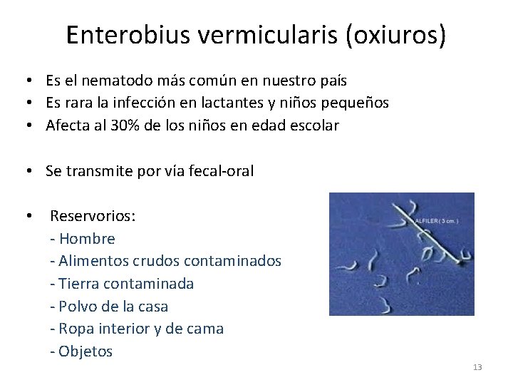 Enterobius vermicularis (oxiuros) • Es el nematodo más común en nuestro país • Es