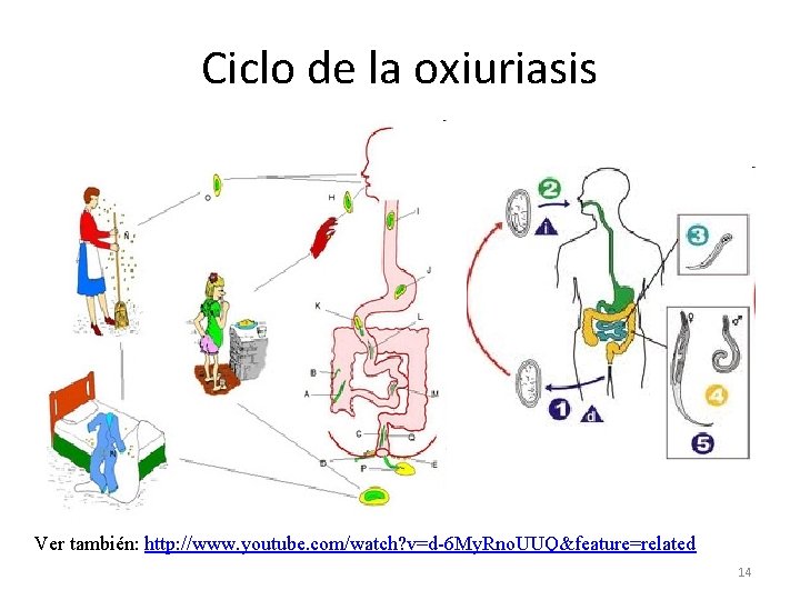 Ciclo de la oxiuriasis Ver también: http: //www. youtube. com/watch? v=d-6 My. Rno. UUQ&feature=related