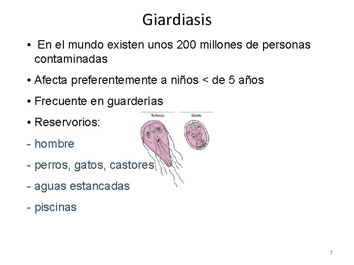 Giardiasis • En el mundo existen unos 200 millones de personas contaminadas • Afecta