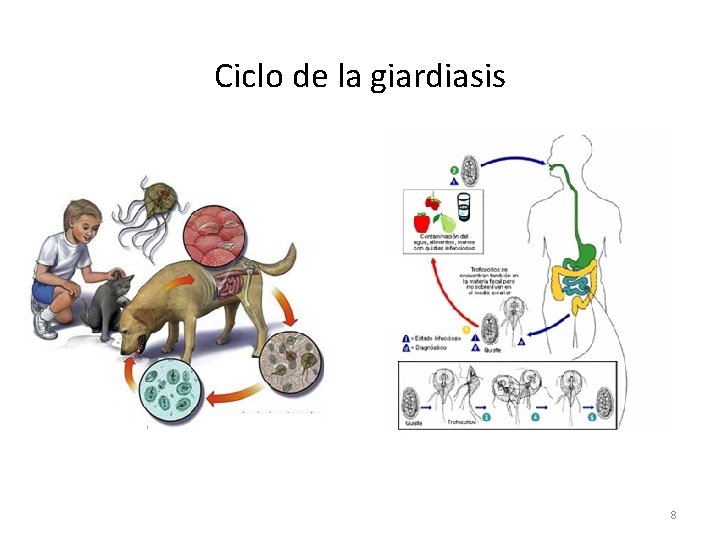 Ciclo de la giardiasis 8 