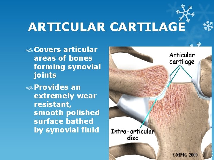 ARTICULAR CARTILAGE Covers articular areas of bones forming synovial joints Provides an extremely wear