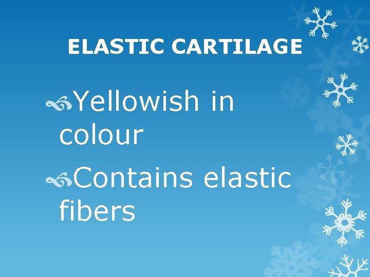 ELASTIC CARTILAGE Yellowish in colour Contains elastic fibers 