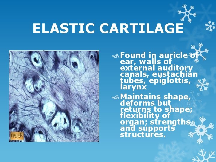 ELASTIC CARTILAGE Found in auricle of ear, walls of external auditory canals, eustachian tubes,