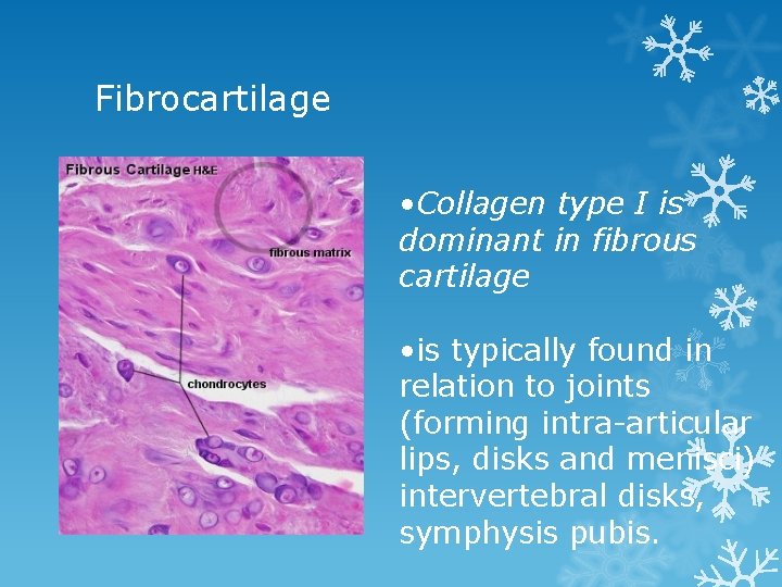 Fibrocartilage • Collagen type I is dominant in fibrous cartilage • is typically found