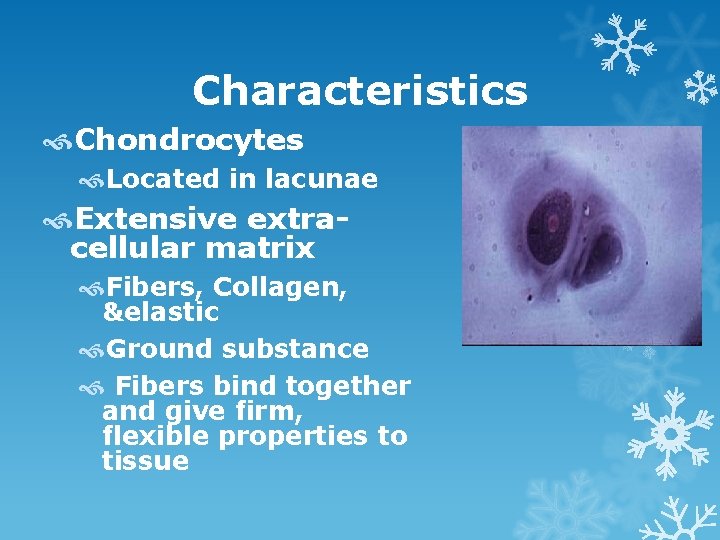 Characteristics Chondrocytes Located in lacunae Extensive extracellular matrix Fibers, Collagen, &elastic Ground substance Fibers