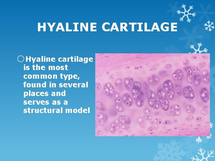 HYALINE CARTILAGE o. Hyaline cartilage is the most common type, found in several places