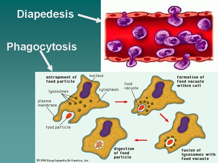 Diapedesis Phagocytosis 