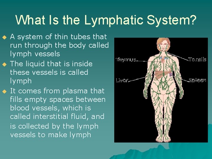 What Is the Lymphatic System? u u u A system of thin tubes that