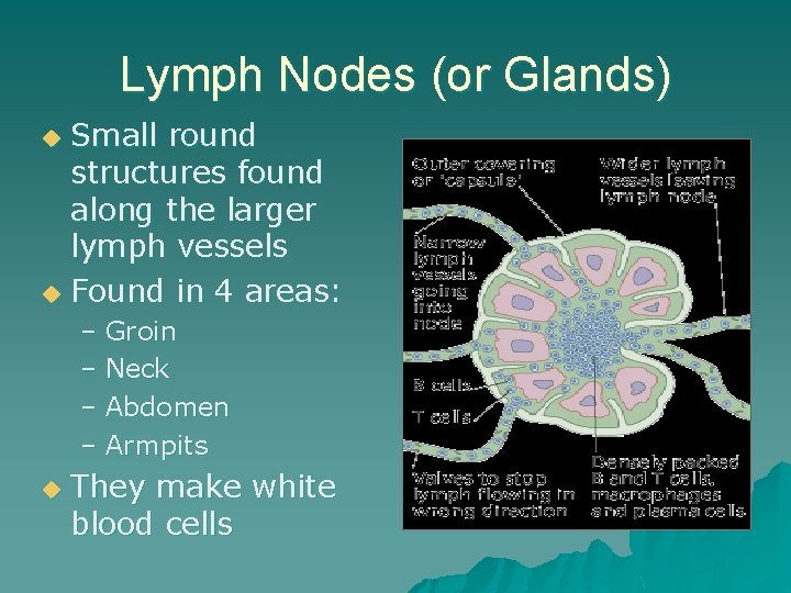 Lymph Nodes (or Glands) Small round structures found along the larger lymph vessels u