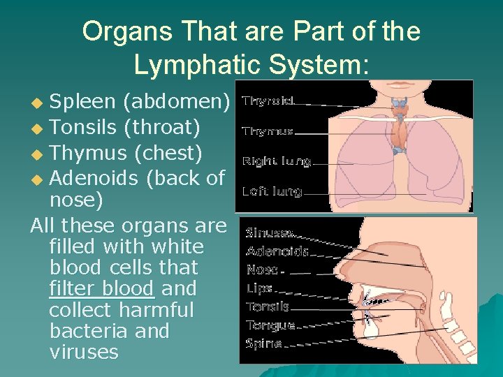 Organs That are Part of the Lymphatic System: Spleen (abdomen) u Tonsils (throat) u