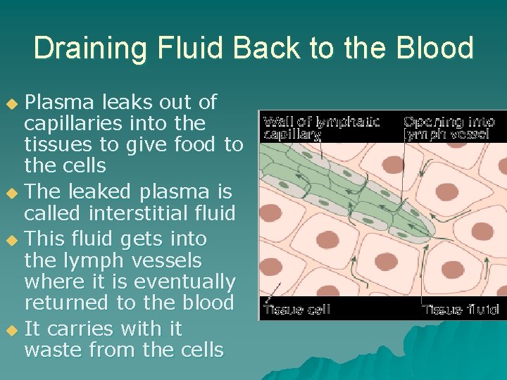Draining Fluid Back to the Blood Plasma leaks out of capillaries into the tissues