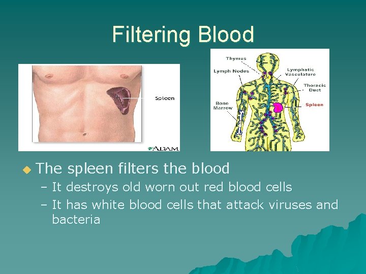 Filtering Blood u The spleen filters the blood – It destroys old worn out