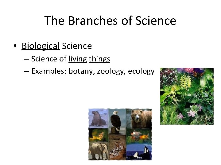 The Branches of Science • Biological Science – Science of living things – Examples: