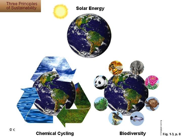 Three Principles of Sustainability © Cengage Learning 2015 Chemical Cycling Solar Energy Biodiversity Fig. Three Principles of Sustainability © Cengage Learning 2015 Chemical Cycling Solar Energy Biodiversity Fig.