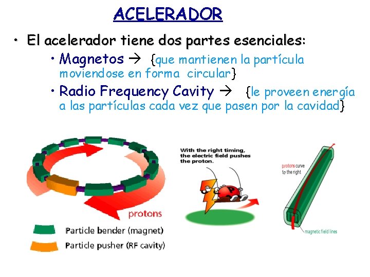 ACELERADOR • El acelerador tiene dos partes esenciales: esenciales • Magnetos {que mantienen la