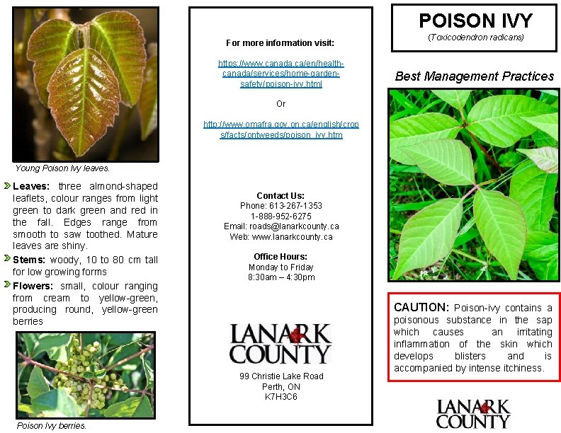 POISON IVY For more information visit: https: //www. canada. ca/en/healthcanada/services/home-gardensafety/poison-ivy. html (Toxicodendron radicans) Best