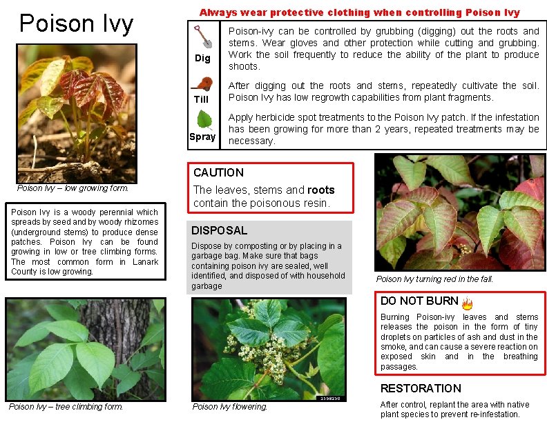 Poison Ivy Always wear protective clothing when controlling Poison Ivy Dig Poison-ivy can be