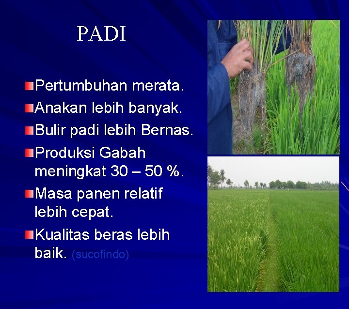 PADI Pertumbuhan merata. Anakan lebih banyak. Bulir padi lebih Bernas. Produksi Gabah meningkat 30