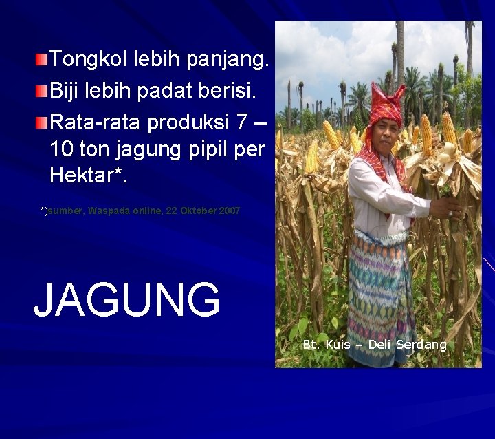 Tongkol lebih panjang. Biji lebih padat berisi. Rata-rata produksi 7 – 10 ton jagung