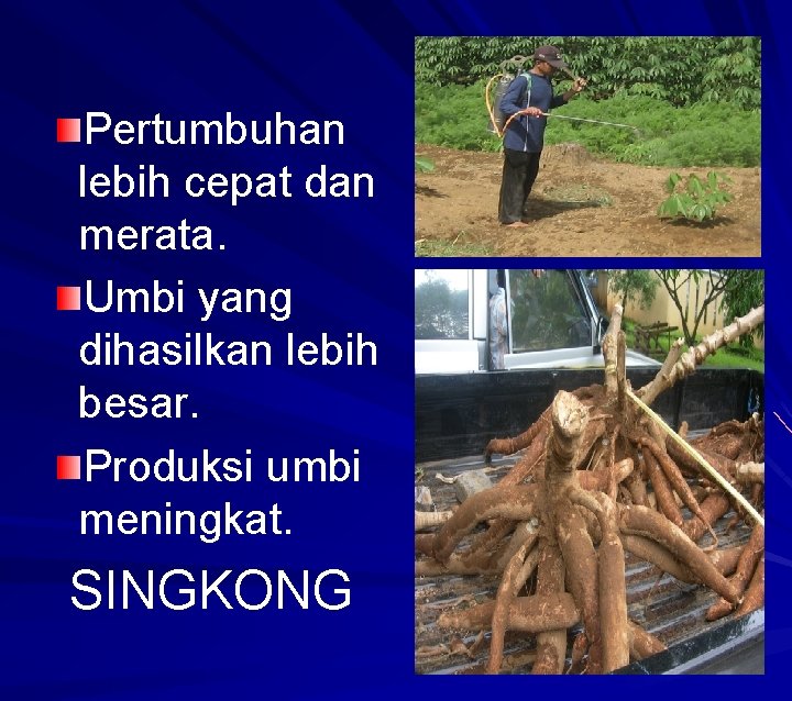 Pertumbuhan lebih cepat dan merata. Umbi yang dihasilkan lebih besar. Produksi umbi meningkat. SINGKONG