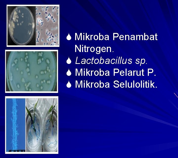  Mikroba Penambat Nitrogen. Lactobacillus sp. Mikroba Pelarut P. Mikroba Selulolitik. 