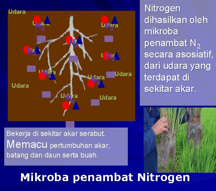 Udara Udara Udara Nitrogen dihasilkan oleh mikroba penambat N 2 secara asosiatif, dari udara