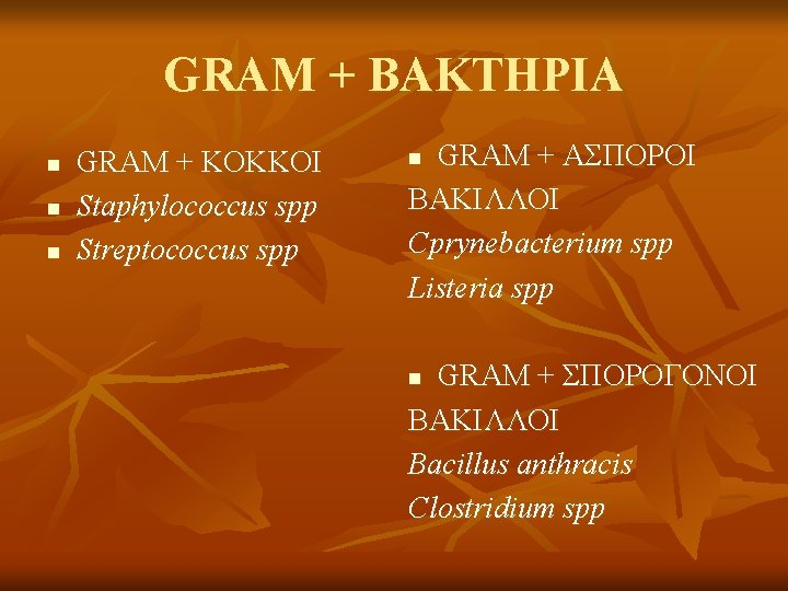 GRAM + ΒΑΚΤΗΡΙΑ n n n GRAM + ΚΟΚΚΟΙ Staphylococcus spp Streptococcus spp GRAM