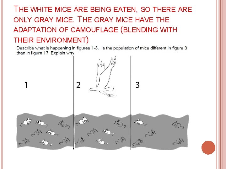 THE WHITE MICE ARE BEING EATEN, SO THERE ARE ONLY GRAY MICE. THE GRAY