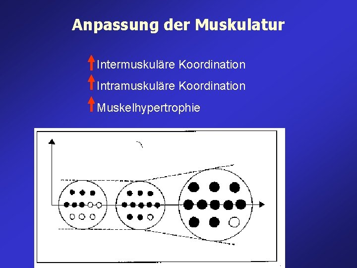 Anpassung der Muskulatur Intermuskuläre Koordination Intramuskuläre Koordination Muskelhypertrophie Anpassung der Muskulatur Intermuskuläre Koordination Intramuskuläre Koordination Muskelhypertrophie