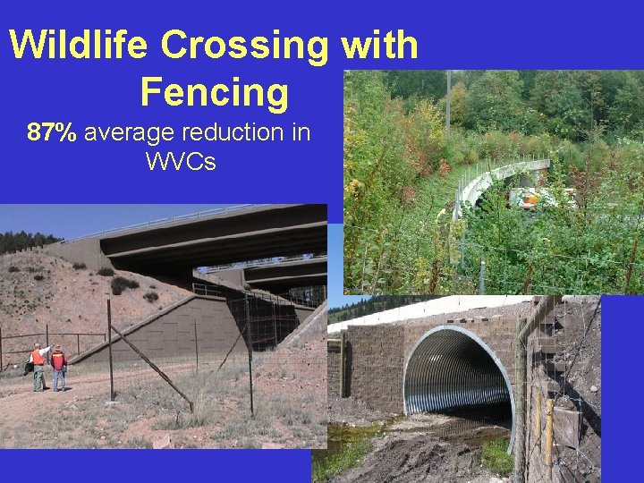 Wildlife Crossing with Fencing 87% average reduction in WVCs 