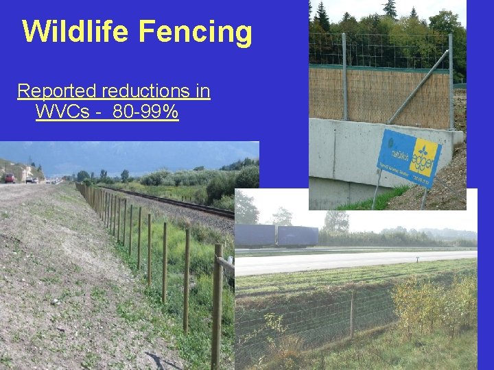Wildlife Fencing Reported reductions in WVCs - 80 -99% Wildlife fencing along US Hwy.