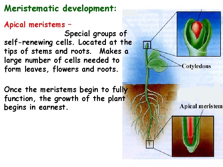 Meristematic development: Apical meristems – Special groups of self-renewing cells. Located at the tips