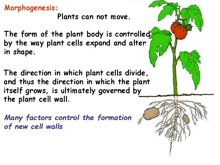Morphogenesis: Plants can not move. The form of the plant body is controlled by