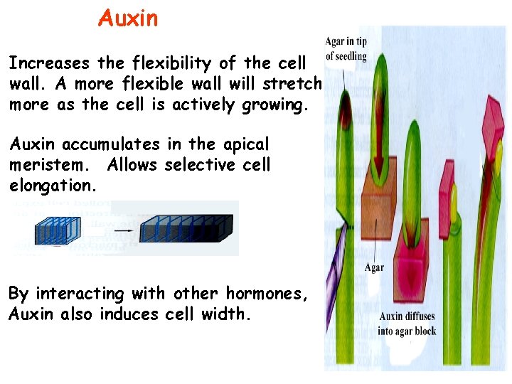 Auxin Increases the flexibility of the cell wall. A more flexible wall will stretch