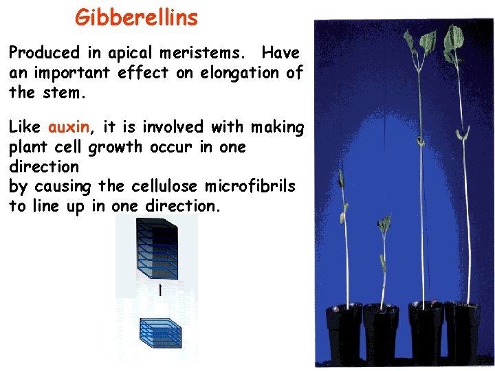 Gibberellins Produced in apical meristems. Have an important effect on elongation of the stem.