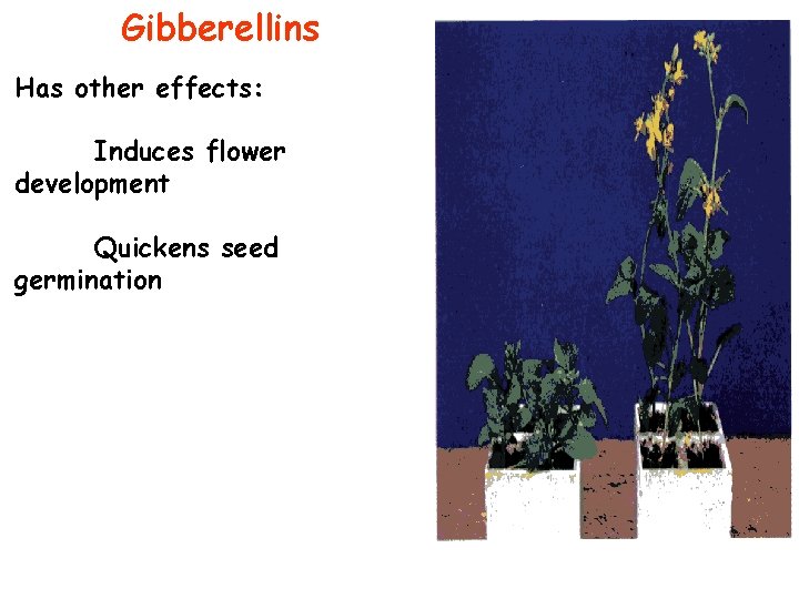 Gibberellins Has other effects: Induces flower development Quickens seed germination 