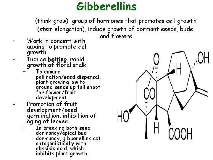 Gibberellins • • – – – (think grow) group of hormones that promotes cell