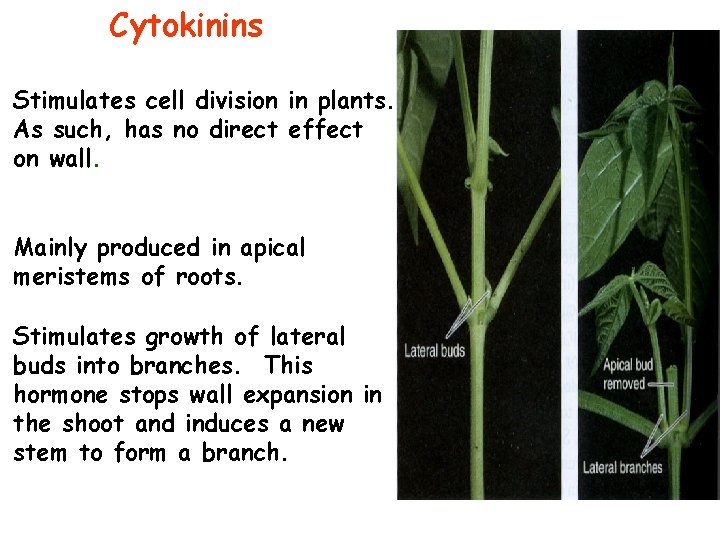 Cytokinins Stimulates cell division in plants. As such, has no direct effect on wall.