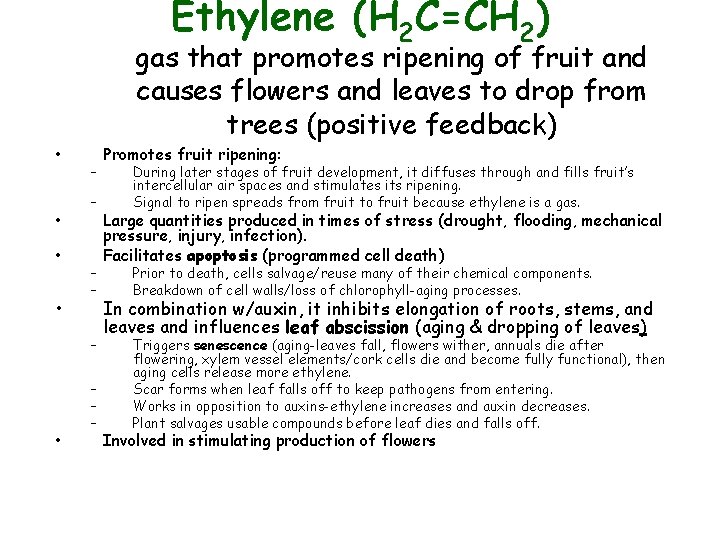 Ethylene (H 2 C=CH 2) • • gas that promotes ripening of fruit and