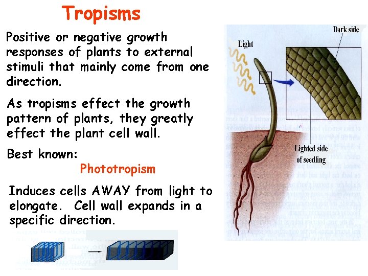 Tropisms Positive or negative growth responses of plants to external stimuli that mainly come