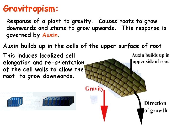 Gravitropism: Response of a plant to gravity. Causes roots to grow downwards and stems