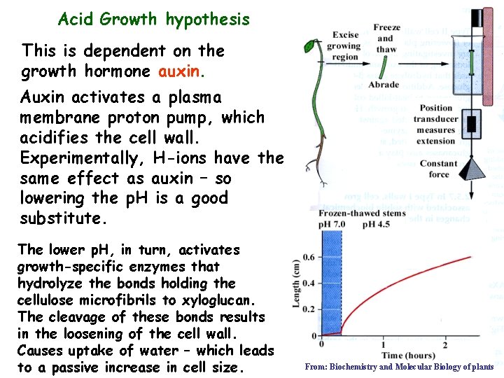 Acid Growth hypothesis This is dependent on the growth hormone auxin. Auxin activates a