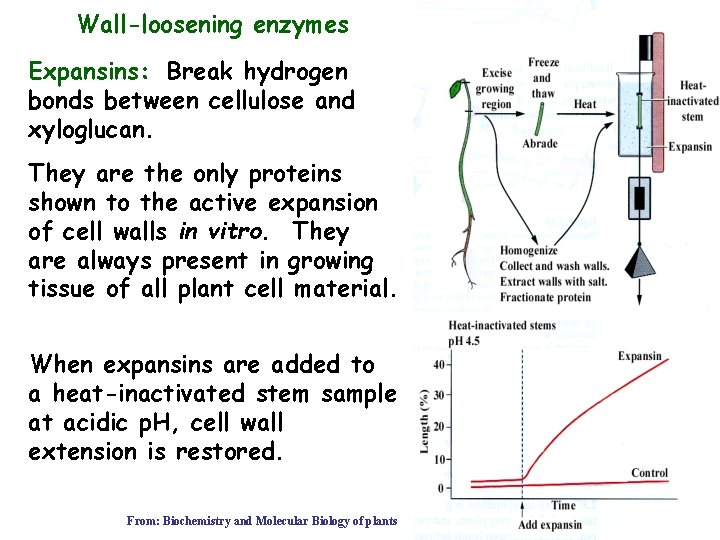 Wall-loosening enzymes Expansins: Break hydrogen bonds between cellulose and xyloglucan. They are the only