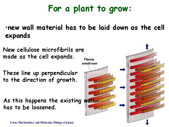 For a plant to grow: • new wall material has to be laid down