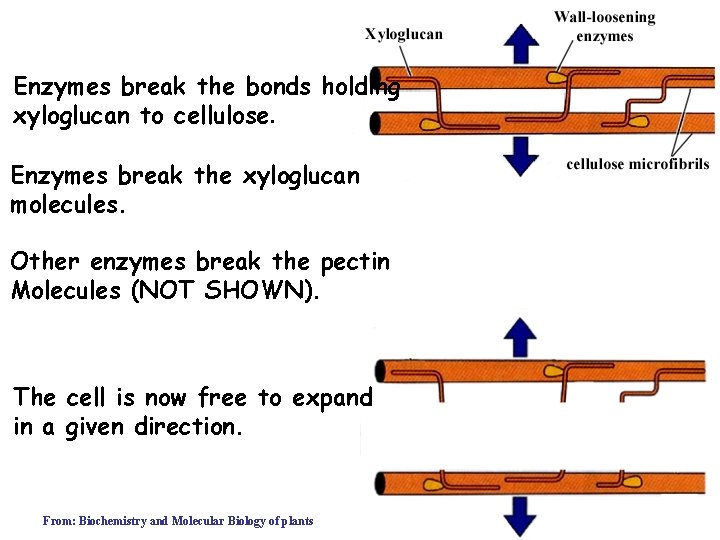 Enzymes break the bonds holding xyloglucan to cellulose. Enzymes break the xyloglucan molecules. Other