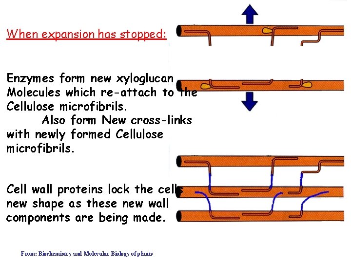 When expansion has stopped: Enzymes form new xyloglucan Molecules which re-attach to the Cellulose