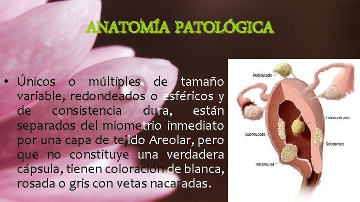 ANATOMÍA PATOLÓGICA • Únicos o múltiples de tamaño variable, redondeados o esféricos y de