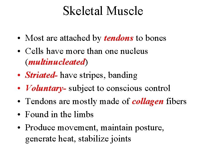 Skeletal Muscle • Most are attached by tendons to bones • Cells have more Skeletal Muscle • Most are attached by tendons to bones • Cells have more